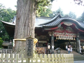 富士太郎杉