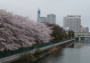 2010年4月 桜と建設中のスカイツリー1