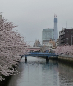 2010年4月 桜と建設中のスカイツリー2