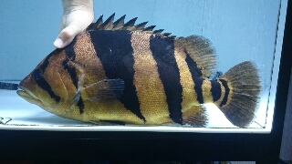 本ダトニオ