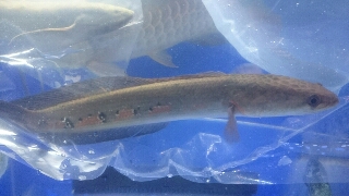 マルリウススネークヘッド | 入荷情報ブログ 【アクアヒス】熱帯魚