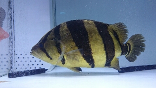 本ダトニオ | 入荷情報ブログ 【アクアヒス】熱帯魚・爬虫類・水槽