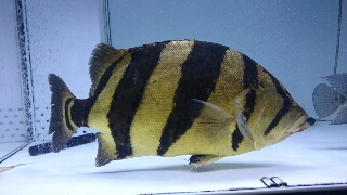 本ダトニオ | 入荷情報ブログ 【アクアヒス】熱帯魚・爬虫類・水槽