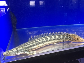 ビキールビキール | 入荷情報ブログ 【アクアヒス】熱帯魚・爬虫類 
