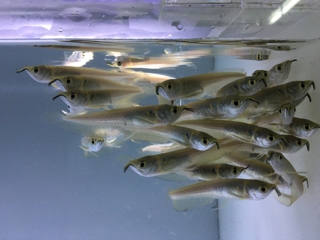 ワイルドシルバーアロワナ | 入荷情報ブログ 【アクアヒス】熱帯魚 