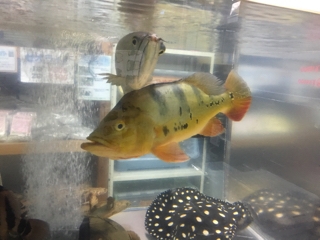 キクラオセラリス | 入荷情報ブログ 【アクアヒス】熱帯魚・爬虫類 