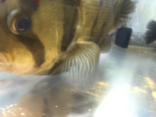 ダトニオリアルバンド | 入荷情報ブログ 【アクアヒス】熱帯魚・爬虫類 