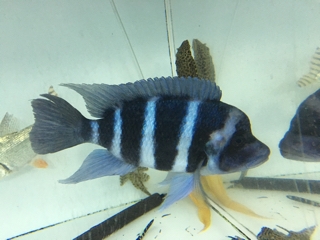 フロントーサ　ワイルドモバ　14〜15㎝　写真個体販売　熱帯魚　アフリカンシクリッド フロントーサ(ワイルド) | 入荷情報ブログ 【アクアヒス】熱帯魚