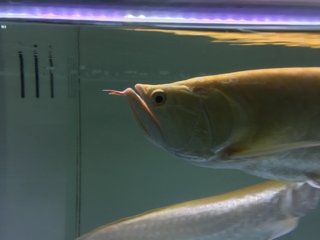 アルビノシルバーアロワナ | 入荷情報ブログ 【アクアヒス】熱帯魚