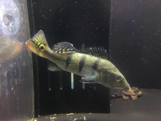 キクラケルベリー | 入荷情報ブログ 【アクアヒス】熱帯魚・爬虫類