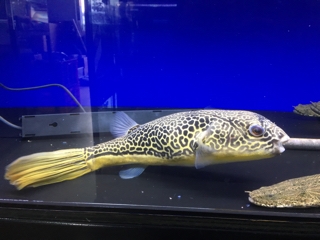 テトラオドン ムブ テトラオドン・ムブの飼い方