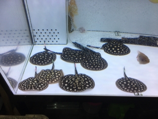 ダイヤモンドポルカ | 入荷情報ブログ 【アクアヒス】熱帯魚・爬虫類