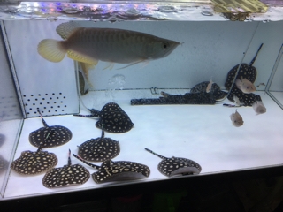 水槽 ダイヤモンドポルカ