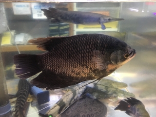 オスフロネームスグラミー | 入荷情報ブログ 【アクアヒス】熱帯魚 