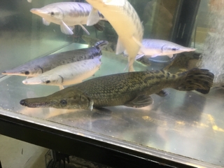 ショートアリゲーターガー | 入荷情報ブログ 【アクアヒス】熱帯魚