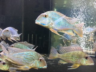 レッドゲオファーガス | 入荷情報ブログ 【アクアヒス】熱帯魚・爬虫類・水槽・中古器具