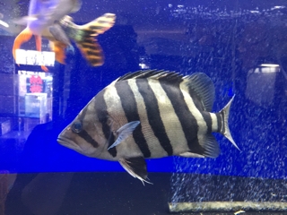 ダトニオプラスワン | 入荷情報ブログ 【アクアヒス】熱帯魚・爬虫類 ...