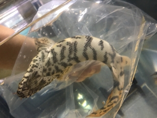 エンドリケリー　ショート　腹ゴマ エンドリケリー(腹巻) | 入荷情報ブログ 【アクアヒス】熱帯魚・爬虫類