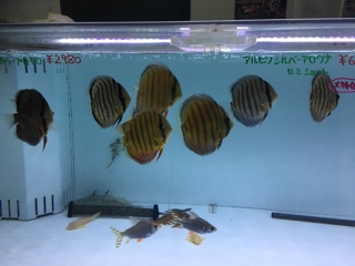 ワイルドディスカス | 入荷情報ブログ 【アクアヒス】熱帯魚・爬虫類 