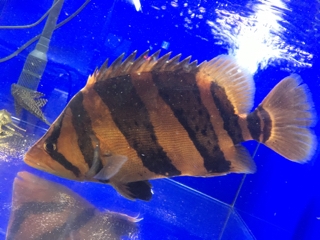 本ダトニオ | 入荷情報ブログ 【アクアヒス】熱帯魚・爬虫類・水槽