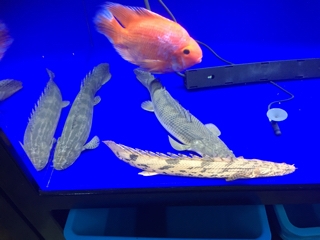 ポリプテルスいろいろ | 入荷情報ブログ 【アクアヒス】熱帯魚・爬虫類 