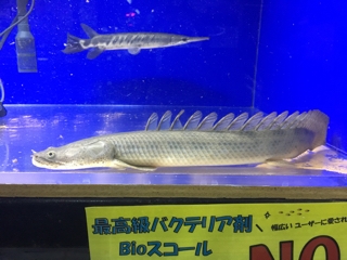 ポリプテルスいろいろ | 入荷情報ブログ 【アクアヒス】熱帯魚・爬虫類 