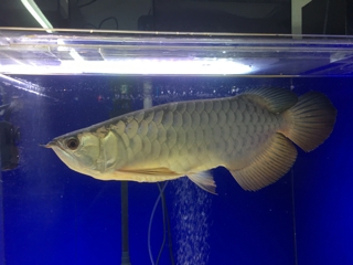 過背金龍ショート | 入荷情報ブログ 【アクアヒス】熱帯魚・爬虫類・水槽・中古器具