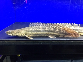 ビキールビキールショート | 入荷情報ブログ 【アクアヒス】熱帯魚 