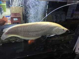 アルビノシルバーアロワナ | 入荷情報ブログ 【アクアヒス】熱帯魚 
