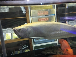 アルビノシルバーアロワナ | 入荷情報ブログ 【アクアヒス】熱帯魚 