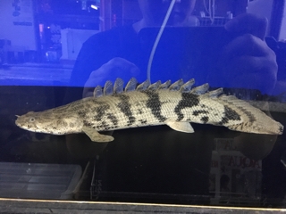 ポリプテルス　エンドリケリー　セミショート② エンドリケリー セミショート