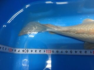 プラチナエンドリケリー | 入荷情報ブログ 【アクアヒス】熱帯魚 ...