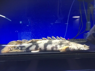 エンドリケリーセミショート | 入荷情報ブログ 【アクアヒス】熱帯魚  
