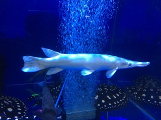 プラチナアリゲーターガーセミショート | 入荷情報ブログ 【アクアヒス