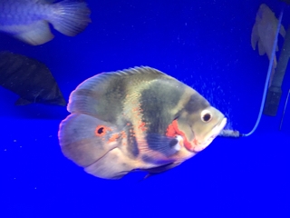 オスカーショート | 入荷情報ブログ 【アクアヒス】熱帯魚・爬虫類 