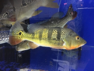 キクラ　モノクルス　熱帯魚　大型魚 キクラテメンシス モノクルス | 入荷情報ブログ 【アクアヒス】熱帯魚