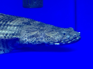 ワイルドエンドリケリー | 入荷情報ブログ 【アクアヒス】熱帯魚  