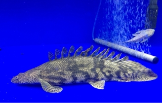 エンドリケリーショート | 入荷情報ブログ 【アクアヒス】熱帯魚 