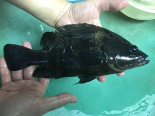 ニューギニアダトニオ | 入荷情報ブログ 【アクアヒス】熱帯魚・爬虫類・水槽・中古器具