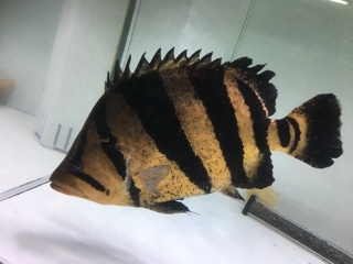 本ダトニオ | 入荷情報ブログ 【アクアヒス】熱帯魚・爬虫類
