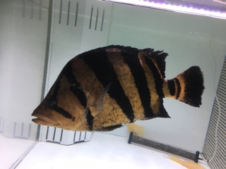 本ダトニオ　剥製本物　熱帯魚　魚　大型魚 アクアショップ かのう ダトニオ・パーチ