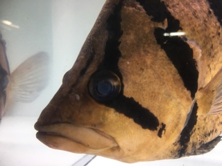 本ダトニオ　剥製本物　熱帯魚　魚　大型魚 シャムタイガー ダトニオ 熱帯魚 剥製 魚