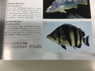 本ダトニオ | 入荷情報ブログ 【アクアヒス】熱帯魚・爬虫類