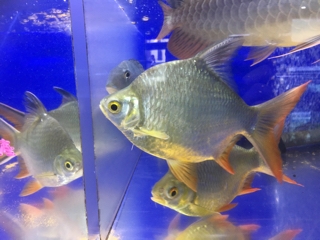 売約済　ウルトラショートアルビノレッドフィンバルブ約5～ 7 cm  熱帯魚　大型魚　 淡水魚】【通販】ショートボディ アルビノレッドフィンバルブ【1匹