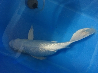 ヒレナガゴイ | 入荷情報ブログ 【アクアヒス】熱帯魚・爬虫類・水槽 