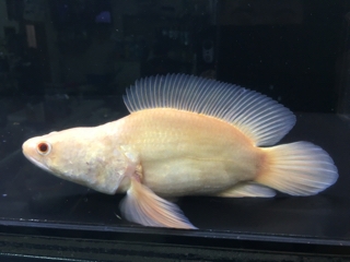 アルビノスネークヘッド ウルトラショート | 入荷情報ブログ ...