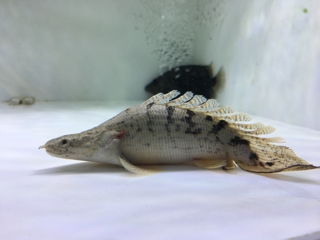 デルヘッジウルトラショート | 入荷情報ブログ 【アクアヒス】熱帯魚 