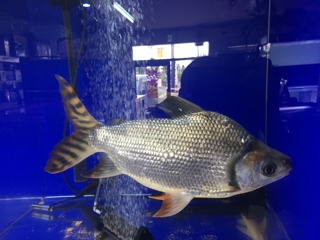 カラープロキロ約35cm