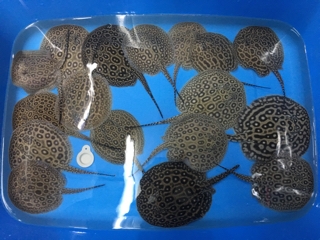 アルビノクロコダイルヘテロ | 入荷情報ブログ 【アクアヒス】熱帯魚 
