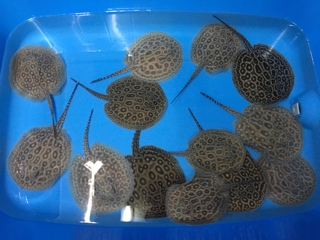 アルビノクロコダイルヘテロ | 入荷情報ブログ 【アクアヒス】熱帯魚  